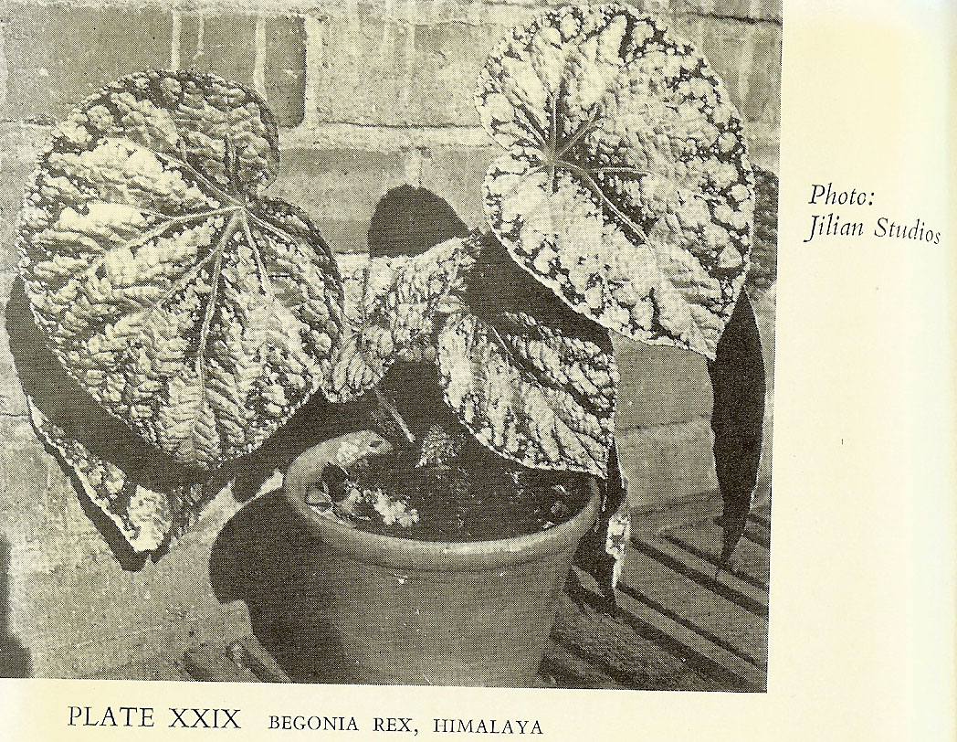 B. ‘Himalaya’